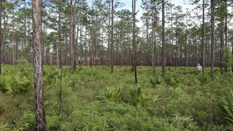 A person walking through sedges and trees.